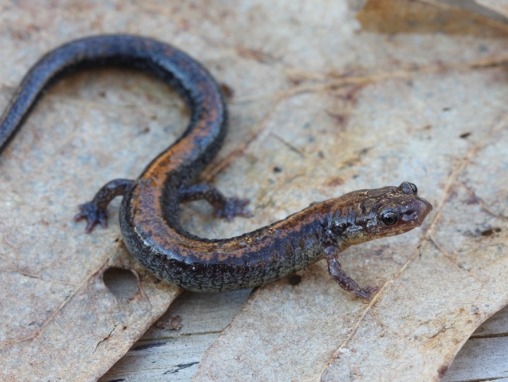 Redback Salamander